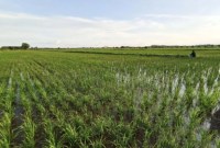 Salah satu kawasan pertanian di Kabupaten Pulang Pisau Kalimantan Tengah. [ANTARA/Dokumentasi/Muhammad Arif H]