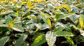 
Ilustrasi tanaman kratom sangat potensial untuk dijadikan sebagai bahan baku obat. [SHUTTERSTOCK/SARAYUT_SY]