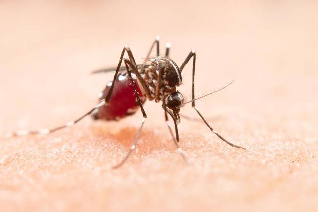 
Penyebaran nyamuk wolbachia telah dilakukan sebagai proyek percontohan di Bontang, Kaltim sebagai upaya menurunkan kasus DBD di provinsi ini. [Pixnio.com]