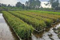 Salah satu lahan tanam padi apung di Kabupaten Barito Kuala yang siap untuk panen pada masa tanam tahun 2024. (ANTARA/HO-MC Kalsel)