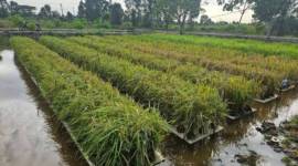 Salah satu lahan tanam padi apung di Kabupaten Barito Kuala yang siap untuk panen pada masa tanam tahun 2024. (ANTARA/HO-MC Kalsel)