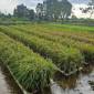 Salah satu lahan tanam padi apung di Kabupaten Barito Kuala yang siap untuk panen pada masa tanam tahun 2024. (ANTARA/HO-MC Kalsel)
