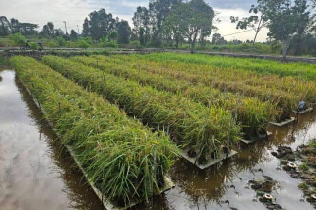 Salah satu lahan tanam padi apung di Kabupaten Barito Kuala yang siap untuk panen pada masa tanam tahun 2024. (ANTARA/HO-MC Kalsel)