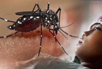 Foto Ilustrasi - Nyamuk Aedes Aegypti pembawa virus dengue. [Google]