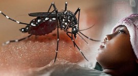 Foto Ilustrasi - Nyamuk Aedes Aegypti pembawa virus dengue. [Google]
