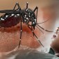Foto Ilustrasi - Nyamuk Aedes Aegypti pembawa virus dengue. [Google]