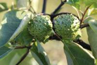 Tanaman Kecubung. [Getty Images/iStockphoto/Muhammad Zula Ainul Albab]