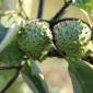 Tanaman Kecubung. [Getty Images/iStockphoto/Muhammad Zula Ainul Albab]