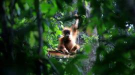 Orangutan sumatra di Aceh Singkil terancam habitatnya karena pebabatan hutan di kawasan tersebut dalam 5 tahun terakhir. (Foto: Syifa Yulinnas/Antara Foto via REUTERS)