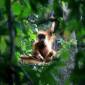 Orangutan sumatra di Aceh Singkil terancam habitatnya karena pebabatan hutan di kawasan tersebut dalam 5 tahun terakhir. (Foto: Syifa Yulinnas/Antara Foto via REUTERS)