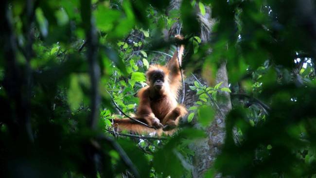 Orangutan sumatra di Aceh Singkil terancam habitatnya karena pebabatan hutan di kawasan tersebut dalam 5 tahun terakhir. (Foto: Syifa Yulinnas/Antara Foto via REUTERS)