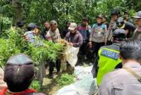 
Polres Lumajang mengamankan ratusan tanaman ganja di lereng Gunung Semeru yang akan dibawa ke Mapolres Lumajang sebagai barang bukti, Rabu (18/9/2024). (Foto: Polres Lumajang)
