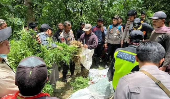 
Polres Lumajang mengamankan ratusan tanaman ganja di lereng Gunung Semeru yang akan dibawa ke Mapolres Lumajang sebagai barang bukti, Rabu (18/9/2024). (Foto: Polres Lumajang)