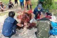 Operasi penyelamatan orangutan di Desa Ganepo Kecamatan Seranau, Kotim, Kamis (24/10/2024) kemarin. (ANTARA/HO-BKSDA Sampit)
