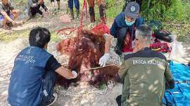 Operasi penyelamatan orangutan di Desa Ganepo Kecamatan Seranau, Kotim, Kamis (24/10/2024) kemarin. (ANTARA/HO-BKSDA Sampit)
