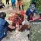 Operasi penyelamatan orangutan di Desa Ganepo Kecamatan Seranau, Kotim, Kamis (24/10/2024) kemarin. (ANTARA/HO-BKSDA Sampit)
