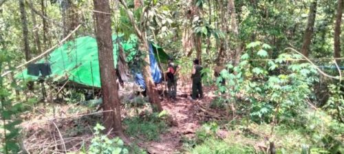 Kayu ulin diduga dari hasil pembalakan hutan lindung diamankan Polisi Kehutanan Dinas Kehutanan Kalsel di wilayah Kesatahuan Pengelolaan Hutan (KPH) Sengayam, Kabupaten Kotabaru (SuarIndonesia/Ist)