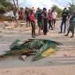 Tim SAR Gabungan bersama warga di Perairan Ujung Pandaran mengevakuasi jasad pemancing asal Jakarta yang ditemukan tewas terdampar di bibir pantai, Selasa (29/10/2024). (ANTARA/HO-SAR Palangka Raya)