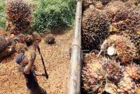 Foto Ilustrasi - Pekerja memindahkan tandan buah kelapa sawit. (ANTARA FOTO/Alif Bintang/aaa/YU)