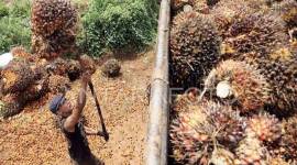 Foto Ilustrasi - Pekerja memindahkan tandan buah kelapa sawit. (ANTARA FOTO/Alif Bintang/aaa/YU)