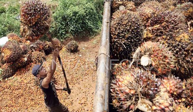 Foto Ilustrasi - Pekerja memindahkan tandan buah kelapa sawit. (ANTARA FOTO/Alif Bintang/aaa/YU)