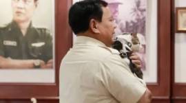 Kucing kesayangan Presiden Prabowo Subianto, Bobby Kertanegara. (Instagram/@bobbykertanegara