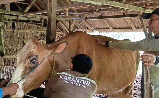 Petugas Karantina Kalsel mengambil sampel darah hewan sapi dari lima kabupaten/kota di Provinsi Kalimantan Selatan. (ANTARA/HO-Karantina Kalsel)