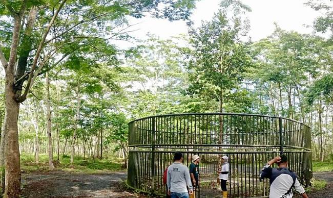 Dishut Provinsi Kalsel melakukan pemeliharaan rutin kawasan Taman Hutan Hujan Tropis Indonesia di Banjarbaru, Kalimantan Selatan. (ANTARA/HO-Dishut Kalsel)
