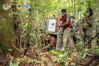 
Proses pelepasliaran orangutan oleh BKSDA Kalbar dan IARI di lokasi Taman Nasional Bukit Baka Bukit Raya (TNBBBR), Minggu (3/11/2024). (ANTARA/HO- IARI)
