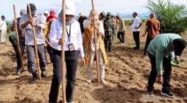 Kepala Dinas Perkebunan dan Peternakan Provinsi Kalimantan Selatan Suparmi menanam padi jenis gogo melalui pola tumpang sari di Desa Jilatan Kabupaten Tanah Laut, Kamis (26/12/2024). (ANTARA/HO-Pemprov Kalsel)