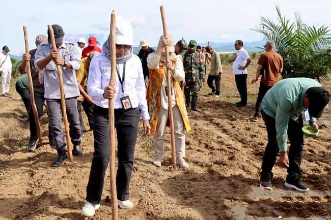 Kepala Dinas Perkebunan dan Peternakan Provinsi Kalimantan Selatan Suparmi menanam padi jenis gogo melalui pola tumpang sari di Desa Jilatan Kabupaten Tanah Laut, Kamis (26/12/2024). (ANTARA/HO-Pemprov Kalsel)