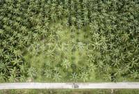 Perkebunan kelapa sawit. (dok ANTARA/Wahdi Septiawan)