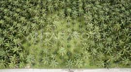 Perkebunan kelapa sawit. (dok ANTARA/Wahdi Septiawan)