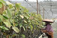 Seorang pekerja tengah melakukan perawatan bibit pohon yang disemai di Persemaian Modern Mentawir di Kelurahan Mentawir Kecamatan Sepaku, Kabupaten Penajam Paser Utara, Provinsi Kalimantan Timur. (ANTARA/Nyaman BP)