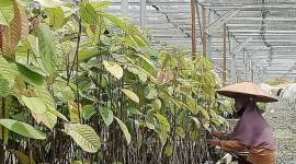 Seorang pekerja tengah melakukan perawatan bibit pohon yang disemai di Persemaian Modern Mentawir di Kelurahan Mentawir Kecamatan Sepaku, Kabupaten Penajam Paser Utara, Provinsi Kalimantan Timur. (ANTARA/Nyaman BP)