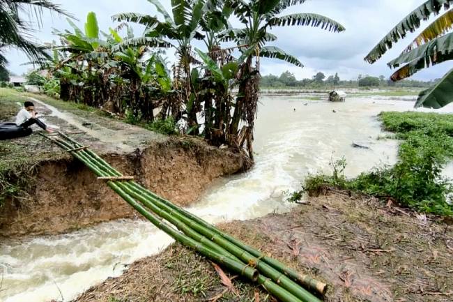 Seorang warga menyaksikan areal persawahan yang terendam akibat tanggul jebol di Desa Masiraan, Kecamatan Pandawan, Kabupaten Hulu Sungai Tengah, Kalimantan Selatan (Kalsel), Rabu (29/1/2025). (ANTARA/M Dayat)