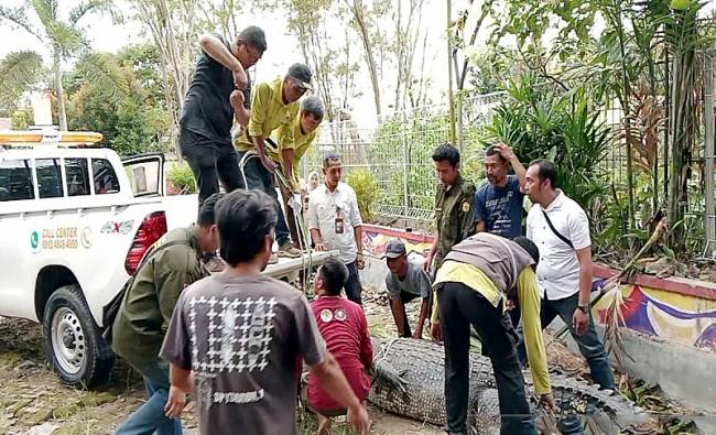 Tim Satgas Konflik Manusia dan Satwa Liar BKSDA Kalimantan Selatan mengevakuasi satwa dilindungi, yakni, buaya muara (Crocodylus porosus) (Foto: ANTARA-HO/BKSDA Kalsel)