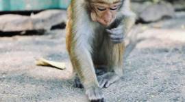 Seekor monyet yang mengganggu di gardu listrik Sri Lanka menyebabkan pemadaman listrik di seluruh pulau. (Foto: UNSPLASH/TST)