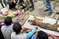 Harimau di Riau dicincang dan dikuliti usai kena jerat babi. (Foto: ANTARA/HO-Polres Rokan Hulu)