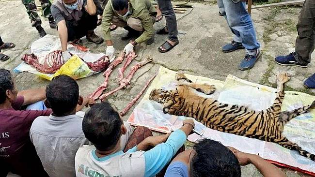 Harimau di Riau dicincang dan dikuliti usai kena jerat babi. (Foto: ANTARA/HO-Polres Rokan Hulu)