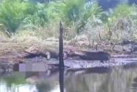 Kemunculan buaya di Sungai Lepeh Kecamatan Pulau Hanaut, Kotim, Senin (7/4/2025) lalu. (Foto: Dokumentasi ANTARA)