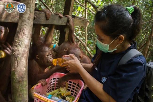 Petugas YIARI Ketapang memberikan susu kepada bayi orang utan di rumah rehabilitasi Orangutan Ketapang. (Foto: ANTARA/HO-YIARI)