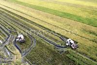 Pekerja memanen padi menggunakan mesin Combine Harvester di area persawahan. (Foto: Dokumentasi Antara/Umarul Faruq)