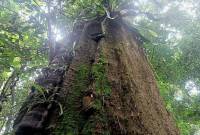 Pohon ulin raksasa berusia lebih dari 1.000 tahun berdiameter 2,52 meter berdiri gagah di Taman Nasional Kutai, Kalimantan Timur. (Foto: ANTARA/Ahmad Rifandi)
