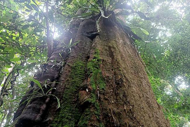 Pohon ulin raksasa berusia lebih dari 1.000 tahun berdiameter 2,52 meter berdiri gagah di Taman Nasional Kutai, Kalimantan Timur. (Foto: ANTARA/Ahmad Rifandi)
