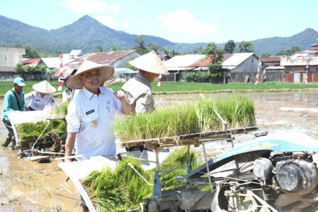 Gubernur Kalbar Ria Norsan melakukan penanaman padi serentak di Kota Singkawang, Rabu (23/4/2025). (Foto: ANTARA/HO-Prokopim Kalbar)