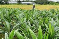 Sertifikasi benih kelapa sawit di Desa Mantaren II Kabupaten Pulang Pisau (24/4/2025). (Foto: Dok ANTARA/HO-Disbun Kalteng)