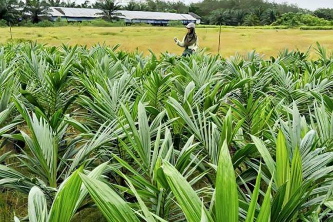Sertifikasi benih kelapa sawit di Desa Mantaren II Kabupaten Pulang Pisau (24/4/2025). (Foto: Dok ANTARA/HO-Disbun Kalteng)