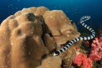 Foto ilustrasi salah satu jenis Ular Laut yang mematikan. (Foto: twofishdivers.com)