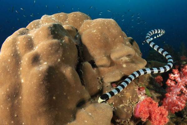Foto ilustrasi salah satu jenis Ular Laut yang mematikan. (Foto: twofishdivers.com)